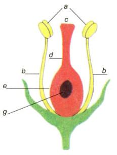 Giải bài tập SGK Khoa học 5