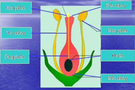 Giải bài tập SGK Khoa học 5