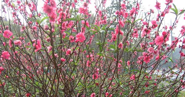 Tả cây hoa đào lớp 4