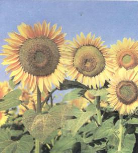 Giải SGK Khoa học 4