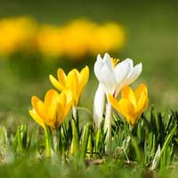 Giải bài tập SGK Khoa học 4 bài 48: Ánh sáng cần cho sự sống (tiếp theo)