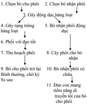 Giáo án Công nghệ 10 bài 27: Ứng dụng công nghệ tế bào trong công tác giống