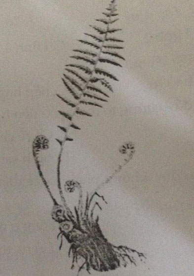 Đề kiểm tra Sinh học 6