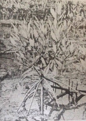 Đề kiểm tra Sinh học 6