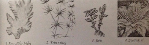 Đề kiểm tra Sinh 6