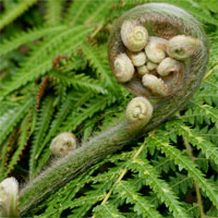 Đề kiểm tra 15 phút học kì 2 môn Sinh học lớp 6 - Đề số 10