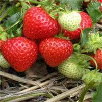 Đề kiểm tra 15 phút học kì 2 môn Sinh học lớp 6 - Đề số 12