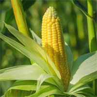 Đề kiểm tra 15 phút học kì 2 môn Sinh học lớp 6 - Đề số 13