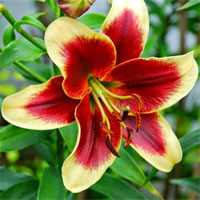 Đề kiểm tra 15 phút học kì 2 môn Sinh học lớp 6 - Đề số 7