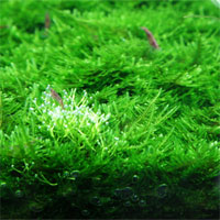 Đề kiểm tra 15 phút học kì 2 môn Sinh học lớp 6 - Đề số 14