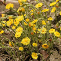 Đề kiểm tra 15 phút học kì 2 môn Sinh học lớp 6 - Đề số 15