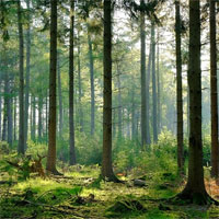 Đề kiểm tra 15 phút học kì 2 môn Sinh học lớp 6 - Đề số 17