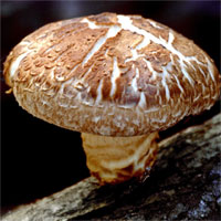 Đề kiểm tra 15 phút học kì 2 môn Sinh học lớp 6 - Đề số 18