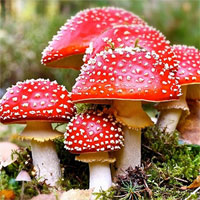 Đề kiểm tra 15 phút học kì 2 môn Sinh học lớp 6 - Đề số 19