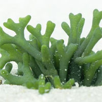 Đề kiểm tra 15 phút học kì 2 môn Sinh học lớp 6 - Đề số 8