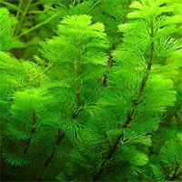 Đề kiểm tra 15 phút học kì 2 môn Sinh học lớp 6 - Đề số 9