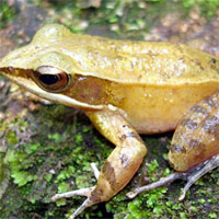 Đề kiểm tra 15 phút học kì 2 môn Sinh học lớp 7 - Đề số 1