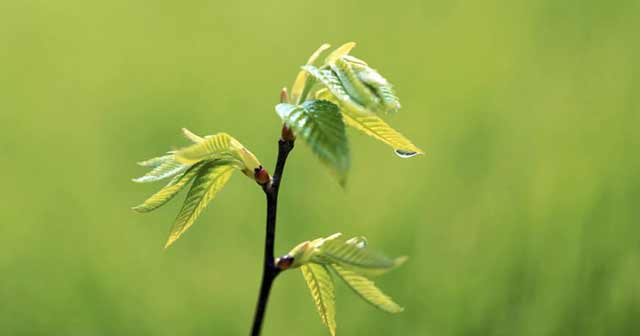 Tả cây non mới trồng