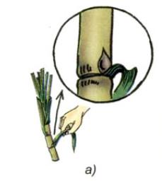 Giải bài tập SGK Khoa học 5