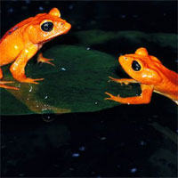 Đề kiểm tra 15 phút học kì 2 môn Sinh học lớp 7 - Đề số 2