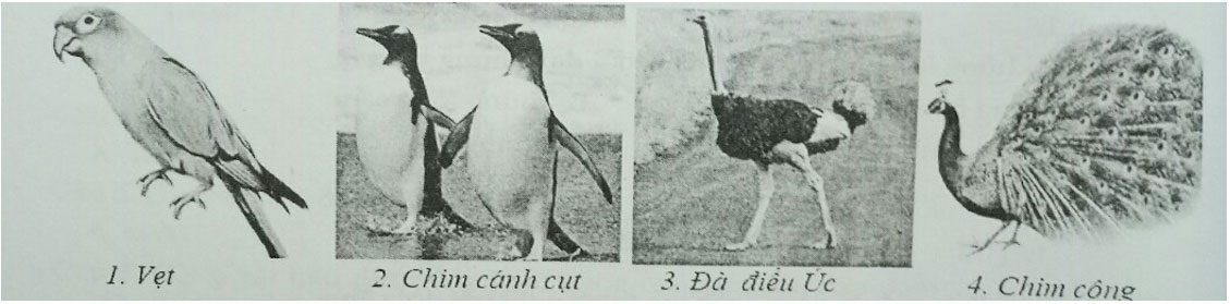 Đề kiểm tra Sinh học 7 