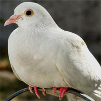 Đề kiểm tra 15 phút học kì 2 môn Sinh học lớp 7 - Đề số 6