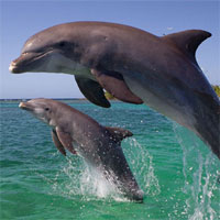 Đề kiểm tra 15 phút học kì 2 môn Sinh học lớp 7 - Đề số 10