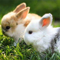 Đề kiểm tra 15 phút học kì 2 môn Sinh học lớp 7 - Đề số 7