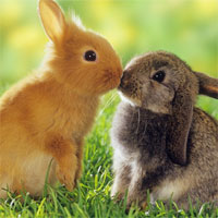 Đề kiểm tra 15 phút học kì 2 môn Sinh học lớp 7 - Đề số 8