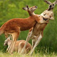 Đề kiểm tra 15 phút học kì 2 môn Sinh học lớp 7 - Đề số 9