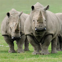 Đề kiểm tra 15 phút học kì 2 môn Sinh học lớp 7 - Đề số 11