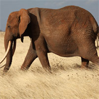 Đề kiểm tra 15 phút học kì 2 môn Sinh học lớp 7 - Đề số 12