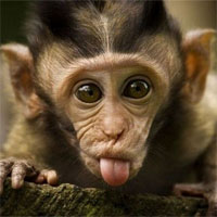 Đề kiểm tra 15 phút học kì 2 môn Sinh học lớp 7 - Đề số 13