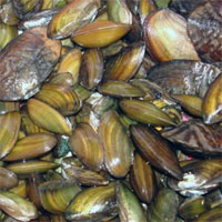 Đề kiểm tra 15 phút học kì 2 môn Sinh học lớp 7 - Đề số 14