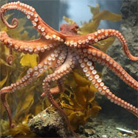 Đề kiểm tra 15 phút học kì 2 môn Sinh học lớp 7 - Đề số 16