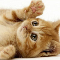 Đề kiểm tra 15 phút học kì 2 môn Sinh học lớp 7 - Đề số 17