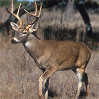 Đề kiểm tra 15 phút học kì 2 môn Sinh học lớp 7 - Đề số 18