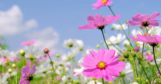 Kiểm tra viết tả cây cối lớp 5