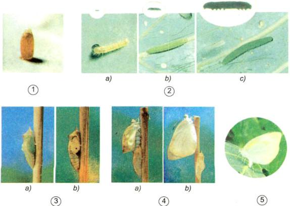 Giải bài tập SGK Khoa học 5