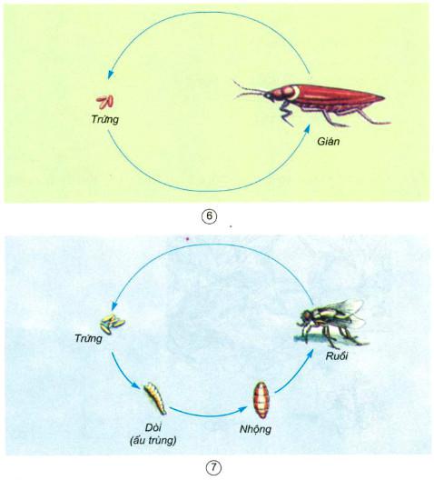 Giải bài tập SGK Khoa học 5