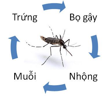 Giải bài tập SGK Khoa học 5