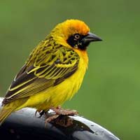 Giải bài tập SGK Khoa học 5 bài 58: Sự sinh sản và nuôi con của chim