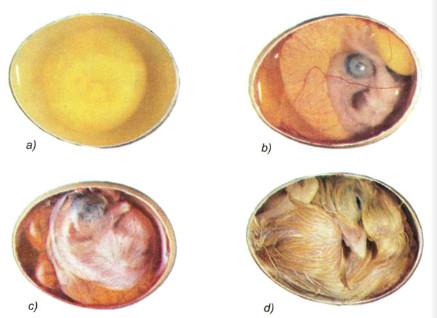 Giải SGK Khoa học  lớp 5 tập 2