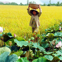 Tập bản đồ Địa lý lớp 9 bài 36: Vùng Đồng bằng sông Cửu Long (tiếp theo)