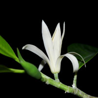 Văn mẫu lớp 9: Em hãy viết một bài văn miêu tả về “Hoa ngọc lan”