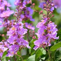 Toán lớp 2 nâng cao chương 7: Trừ hai chữ số