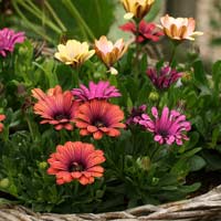 Toán lớp 2 nâng cao chương 8: Cộng trừ với 100