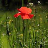 Toán lớp 2 nâng cao chương 9: Cộng ba chữ số