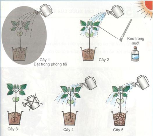 Giải sách giáo khoa Khoa học 4