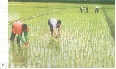 Giải bài tập SGK Khoa học 4